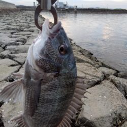 7月ようやく釣れた。今年は釣れないかと思い心配だった