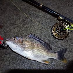 2023/07/01 南港ヘチ釣り釣行