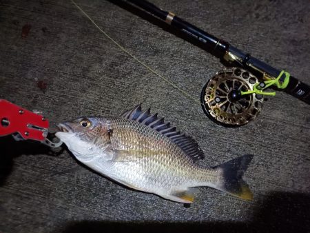 2023/07/01 南港ヘチ釣り釣行