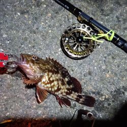 2023/07/02 南港ヘチ釣り釣行