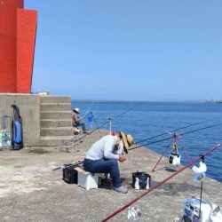 良型キスのブルブルは暫く先のようです