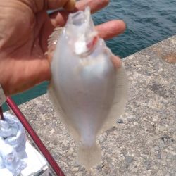 シーズン30回目の播磨新島釣行