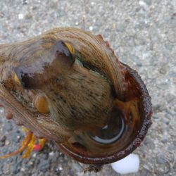 体調悪くてもタコ