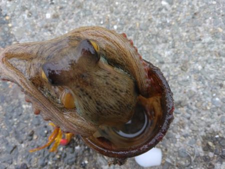 体調悪くてもタコ