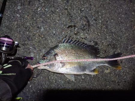 2023/07/07 南港ライトゲーム釣行