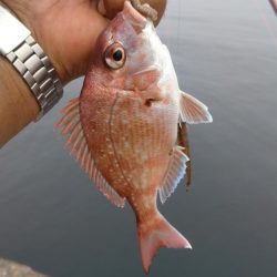 日ムラ激しい播磨新島のキス