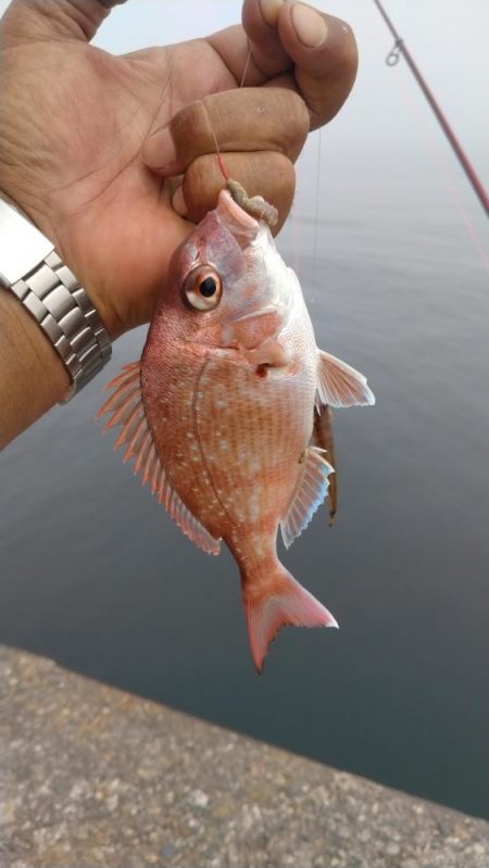 日ムラ激しい播磨新島のキス
