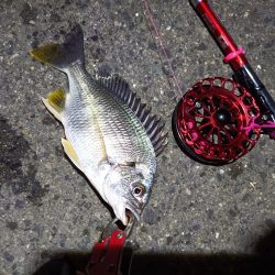 2023/07/10 南港ヘチ釣り釣行