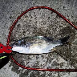 2023/07/21 南港ヘチ釣り釣行