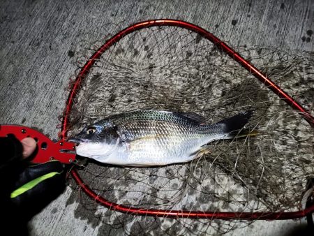 2023/07/21 南港ヘチ釣り釣行