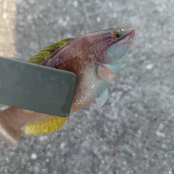 スーパーライトショアジギング