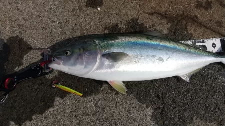 ショアジギング