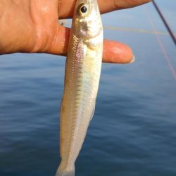 活性下がった播磨新島のキス