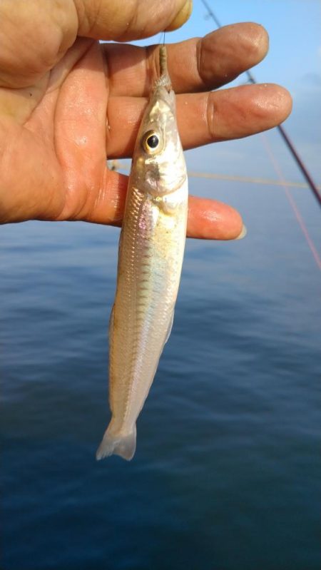 活性下がった播磨新島のキス