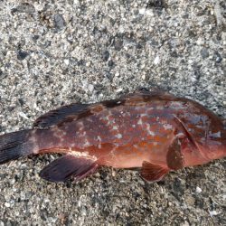 2023/07/29 兵庫須磨ライトゲーム釣行