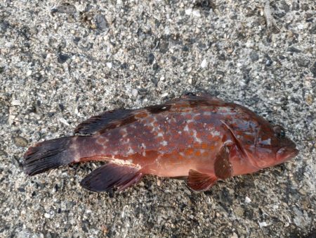 2023/07/29 兵庫須磨ライトゲーム釣行