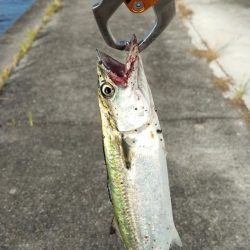 青物調査でミニサゴシ、チヌ、シーバス、小サバ