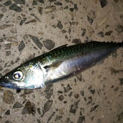 前回とかわり激渋