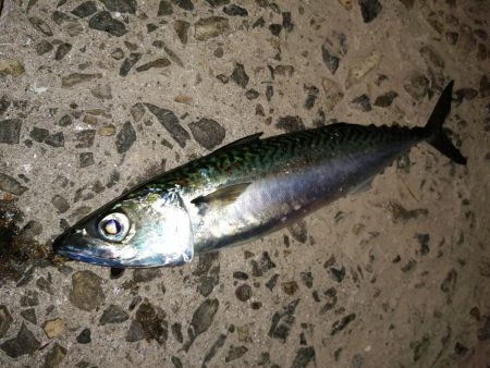 前回とかわり激渋