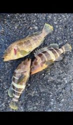 悪コンデション