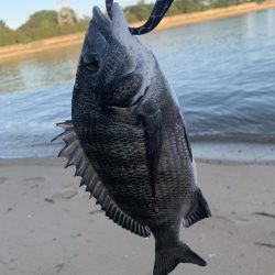 夕まずめにシーバスを狙いに