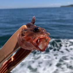 三邦丸さんでアジ釣り