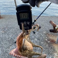 数もサイズも上がらない