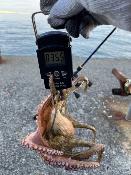 数もサイズも上がらない