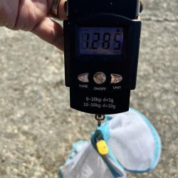 まあまあ型揃い