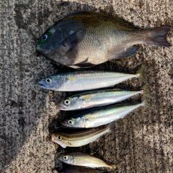 ファミリーフィッシング