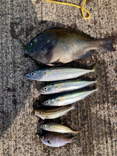 ファミリーフィッシング