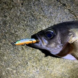 キジハタ調査からのメバル