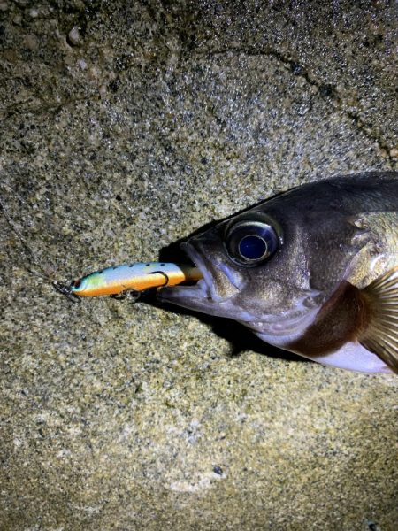 キジハタ調査からのメバル