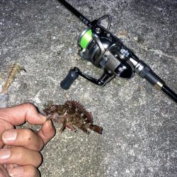 ガシラに癒されたくて…