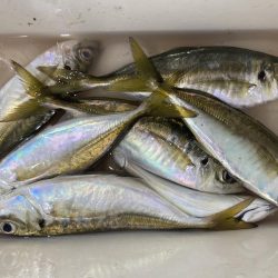 夜な夜なアジング