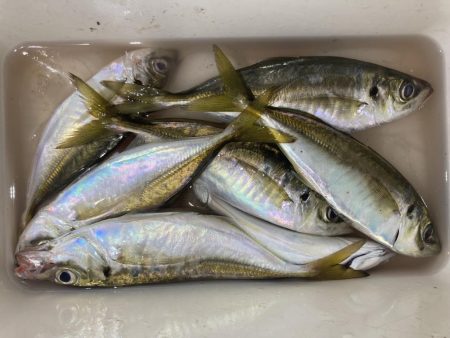 夜な夜なアジング