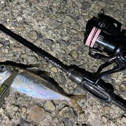 Newロッド鱗付けで、つ抜け！