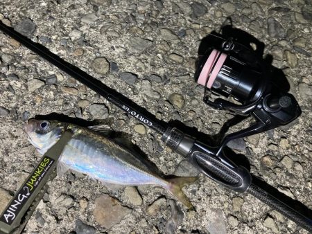 Newロッド鱗付けで、つ抜け！