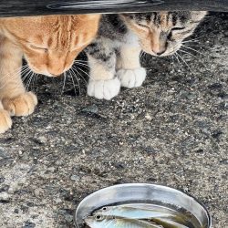 チニングだったのに