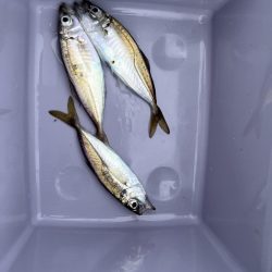 15日，午前の部。