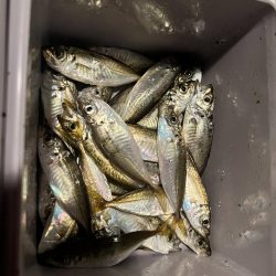 サビキ無双への糸口？