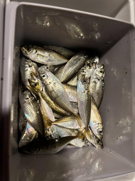 サビキ無双への糸口？