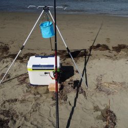 猛暑のキス釣り　ミニチャリコに苦戦