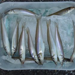 キス釣り 猛暑で渋い