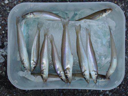 キス釣り 猛暑で渋い