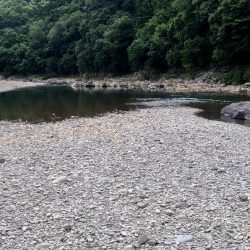 和歌山有田川でテナガエビ