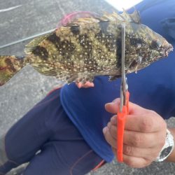 和歌山白浜の堤防で釣り