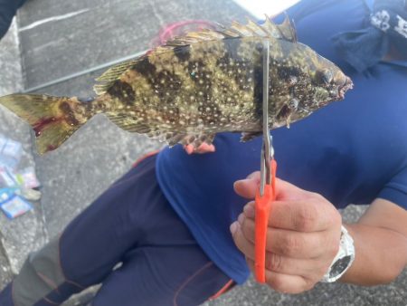 和歌山白浜の堤防で釣り