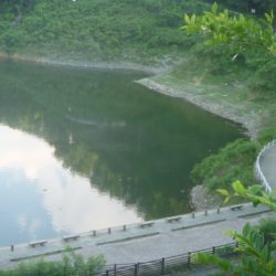 七月のなまずその２