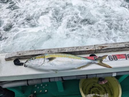 初落とし込み釣り